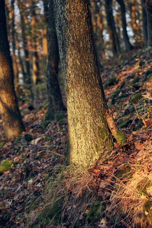 Tree Trunk in autumn