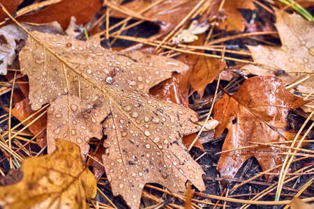 Autumn leaf on ground with raindropsの写真素材