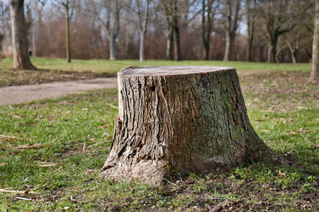 Stump of a chopped tree