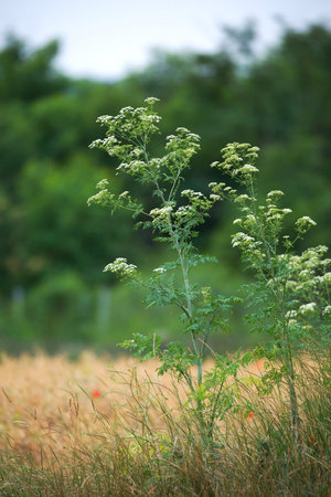 Weed plant growing on the fields