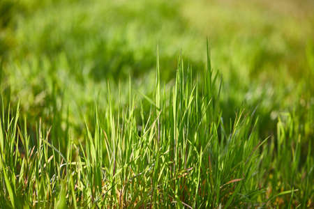 Green Grass Fieldの写真素材