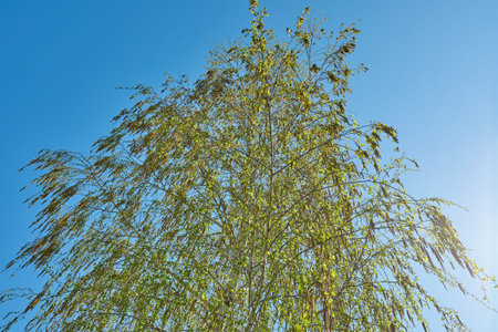 Spring Green Leaves
