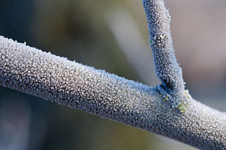 Winter tree branch closeupの写真素材