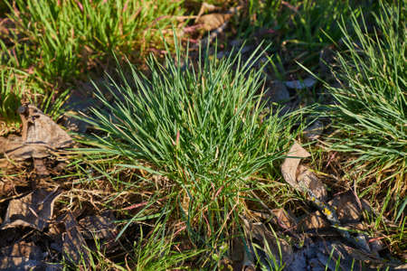 Green Grass Fieldの写真素材