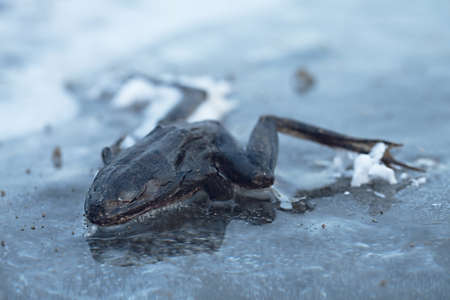 Frozen frog on iceの写真素材