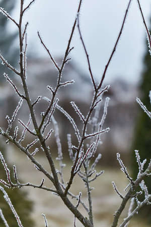 Icy Frosted Branchesの写真素材