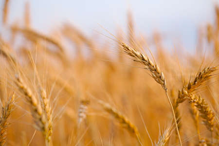 Wheat field detailの写真素材