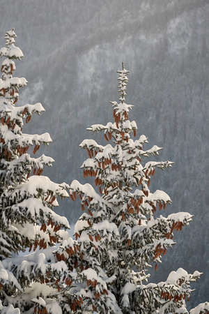 Winter Landscape with Trees, Falling Snowの写真素材