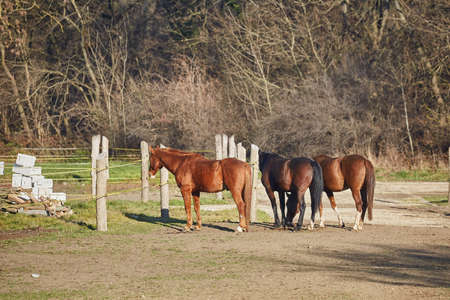 Horses on a farmの写真素材