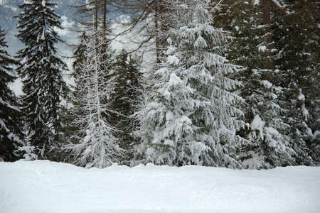 Winter Snowy Landscapeの写真素材