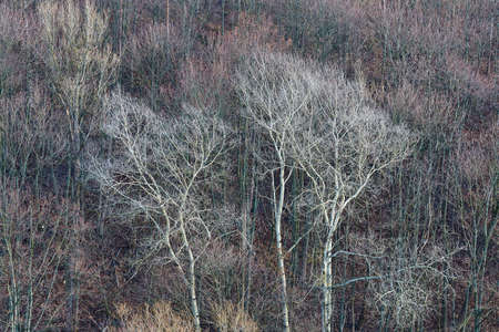Bare treebranches in late autumn woodsの写真素材
