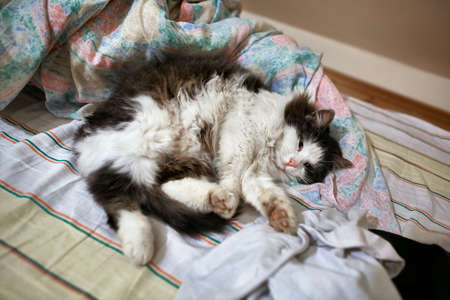 Lazy cat in a bedの写真素材