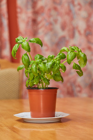 Basil in potの写真素材
