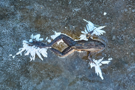 Frozen frog on iceの写真素材
