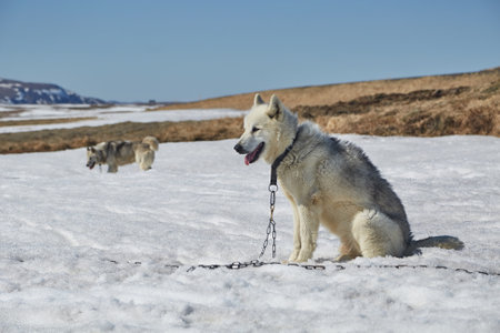 Dog sledge having a stopの写真素材