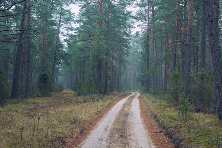 Forest walking path in misty weatherの写真素材