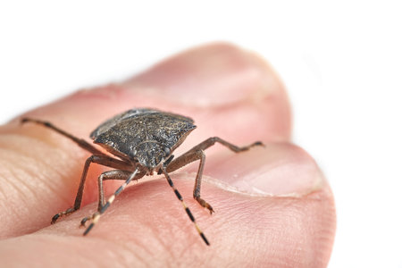 Stink bug closeupの写真素材