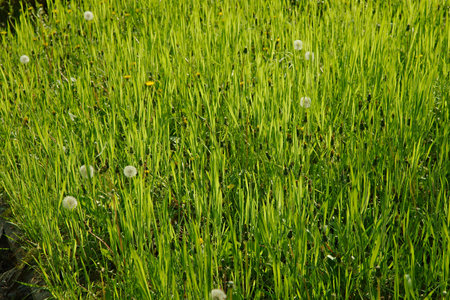 Green Grass Fieldの写真素材