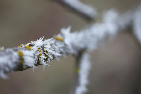 Winter tree branch closeupの写真素材