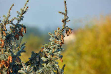 Pine Tree Closeupの写真素材