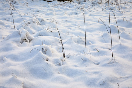 First snow on a meadowの写真素材