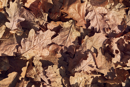 Fallen autumn leavesの写真素材