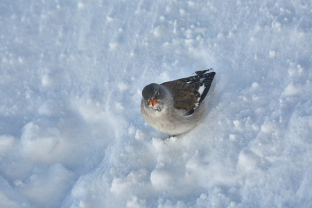 Bird searching for food in winterの写真素材