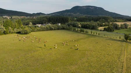 Rural landscape aerial view, cows grazing on green fieldsの写真素材