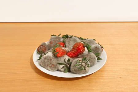 Strawberries rotting away in a pantryの写真素材