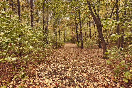 Autumn forest pathの写真素材