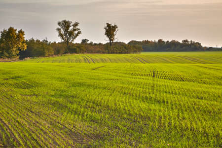 Green Field with Treesの写真素材