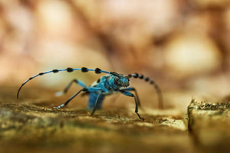 Alpine longhorn beetle Rosalia Alpinaの写真素材