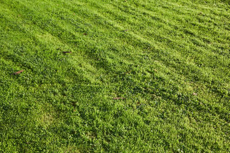Green Grass cut short lawnの写真素材