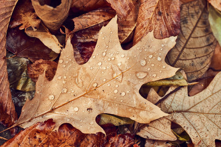 Autumn leaf on ground with raindrops