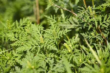 Ragweed closeup, common allergy plantの写真素材