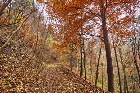 Autumn forest path between treesの写真素材