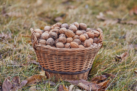 Walnuts in a basket