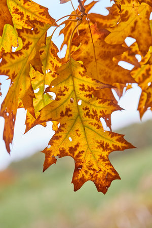 Autumn tree leaves