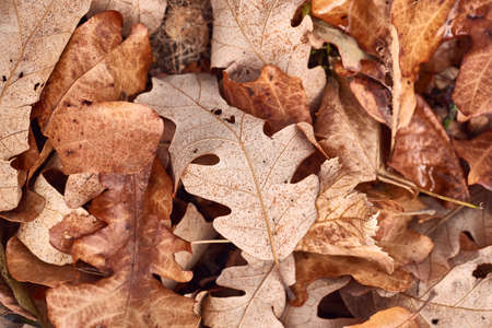 Fallen autumn leavesの写真素材