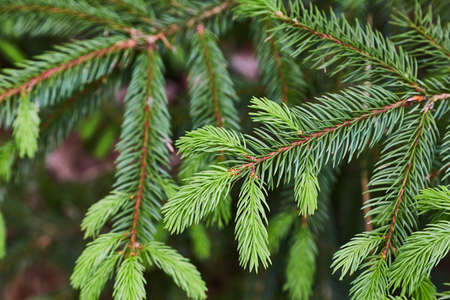 Pine Tree Closeup Fresh Budsの写真素材