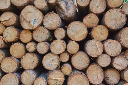 Log wood pileの写真素材