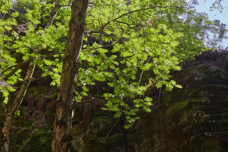 Spring Green Leaves of a Treeの写真素材