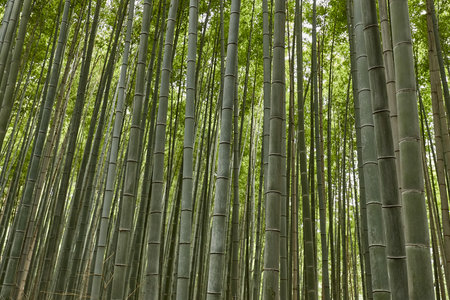 Tall Bamboo Plantsの写真素材