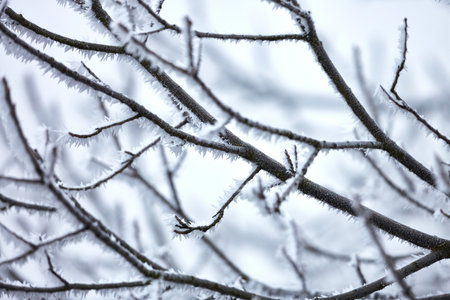 Icy Frosted Branchesの写真素材