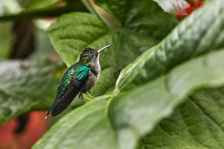 Colibri feeding from flower in a rainforestの写真素材