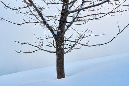 Winter tree with snow, hill landscapeの写真素材