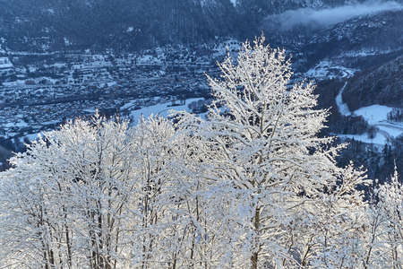 Snowy trees in the mountainsの写真素材