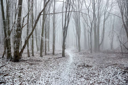 Winter forest frost landscapeの写真素材