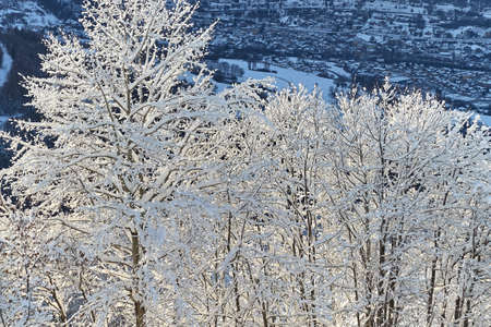 Snowy trees in the mountainsの写真素材
