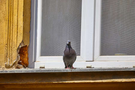 Pigeon on a windowpaneの写真素材